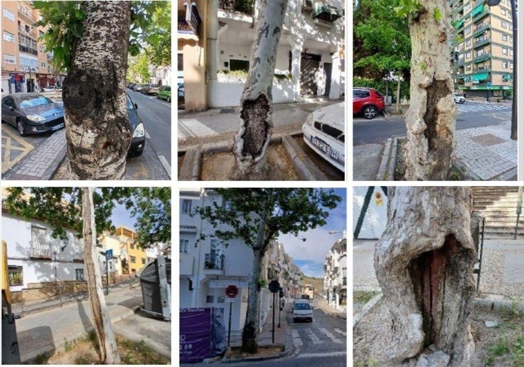 Solo seis árboles enfermos serán talados en la avenida de Cervantes